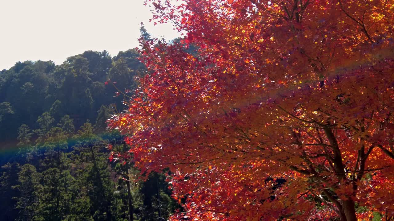 Mount Takao Day Trip: Explore Tokyo's Favorite Mountain