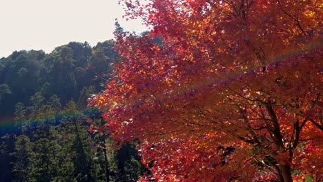 Excursión-De-Un-Día-Al-Monte-Takao:-Explora-La-Montaña-Favorita-De-Tokio