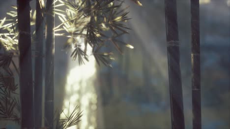 Asian-Bamboo-forest-with-sunlight