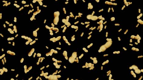 volando muchos cacahuetes en fondo negro. cacahuetes crudos. cacahuete en conchas. alimentos orgánicos saludables. animación de bucle 3d de la rotación de semillas.
