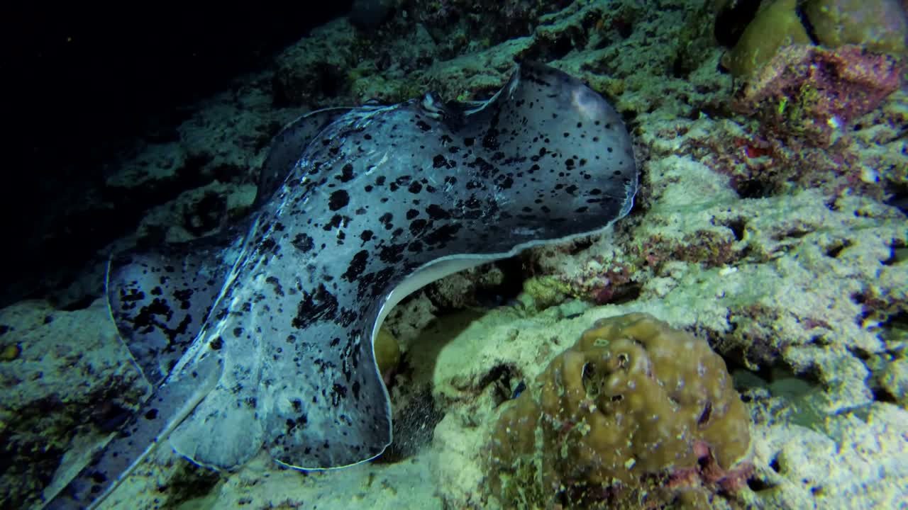 Round ribbontail ray swim over reef (evening light)