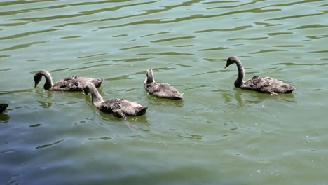 Eine-Gruppe-Von-Schwänen,-Die-Sich-Auf-Der-Suche-Nach-Nahrung-In-Einem-Teich-Bewegt