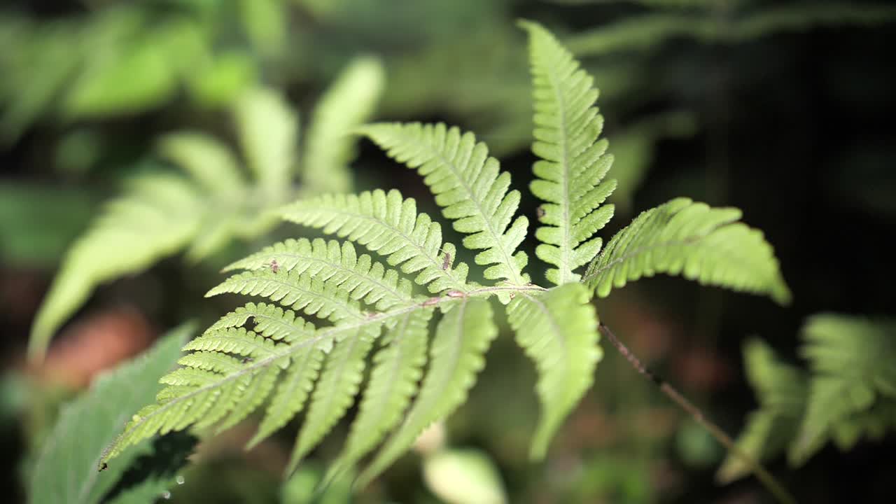 Ants Crawling On A Green Fern Leaf - close up