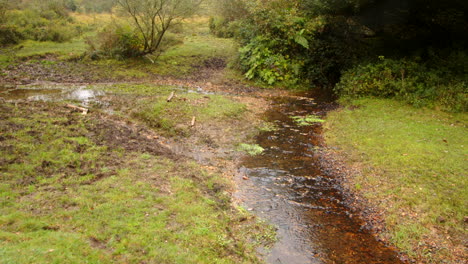 wide shot of two streams converging together in the new forest