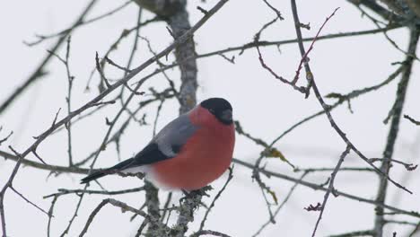 Eurasischer-Dompfaff-Im-Winter-In-Der-Nähe-Von-Vogelhäuschen,-Die-Sonnenblumenkerne-Mit-Anderen-Vögeln-Essen