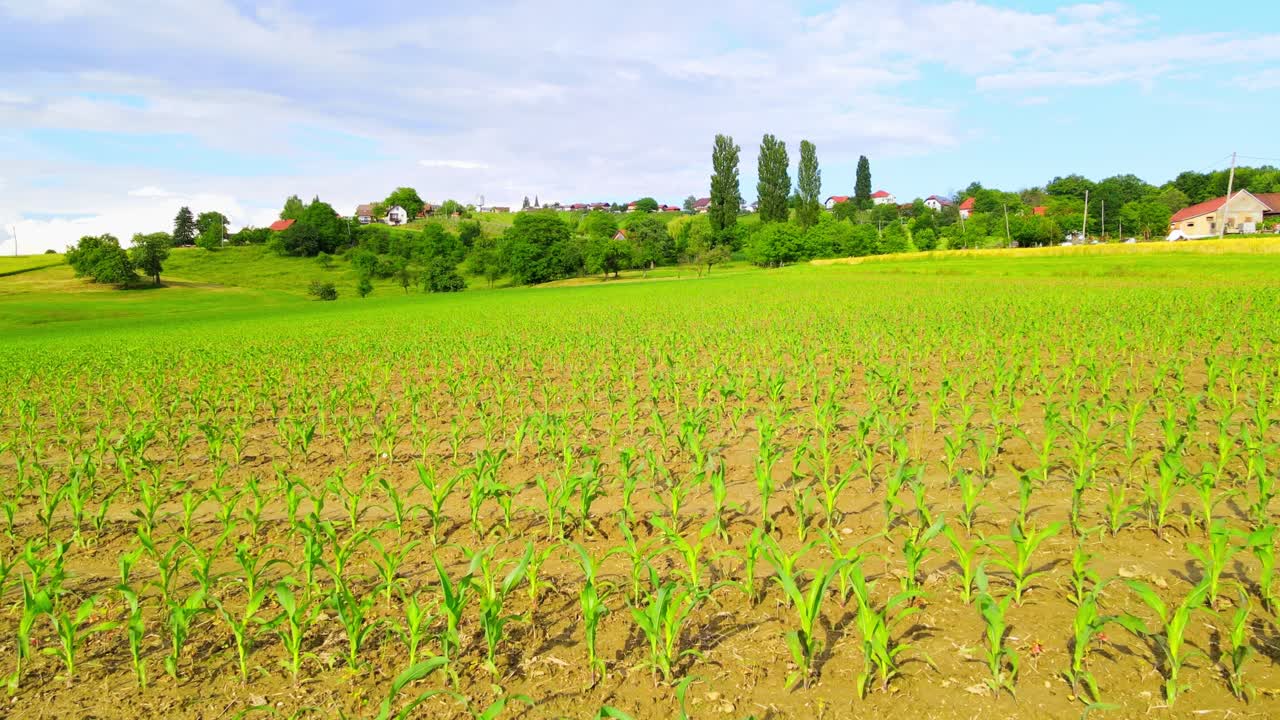 Stunning aerial 4K drone footage of a beautiful corn field