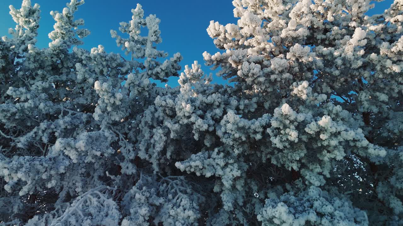 Alberi innevati in inverno