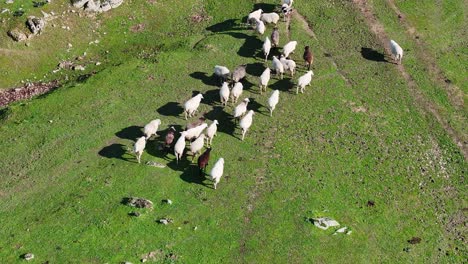 forward overhead drone flight over a group of brown and white sheep that are grazing in a green grass meadow where you can see dirt paths on a sunny winter morning in avila spain