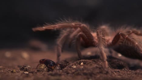 araña comiendo su presa