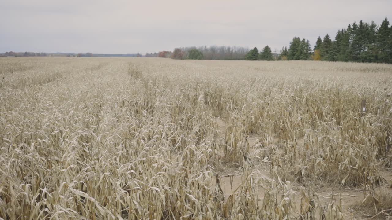 View At A Dried Out Agricultural Cornfield After Heatwave And Weeks Without Rain Through Summer Season
