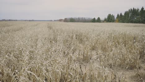 view at a dried out agricultural cornfield after heatwave and weeks without rain through summer season