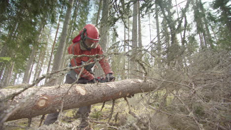 slow motion, backlit - cleaning up the felled stem before cutting to length