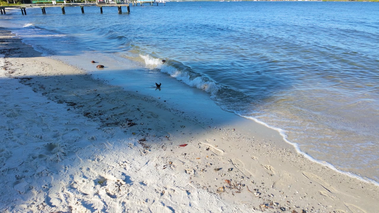 Small waves lapping the shore of the ICW at Summa Beach Park in West Palm Beach Florida and 2 coconuts floating in the water.