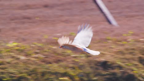 El-Caracara-Crestado-Salta-Y-Despega-Para-Volar-Bajo-A-Través-De-Las-Llanuras-De-Hierba-Seca-En-La-Patagonia.