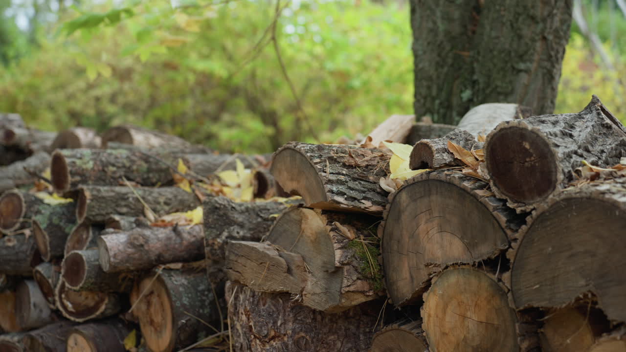 stacked firewood logs in forest clearing, mossy bark and sawn rings visible, damp autumn leaves and soft diffuse light, woodcutter harvest stacked beside oak trunk, rustic rural atmosphere ideal