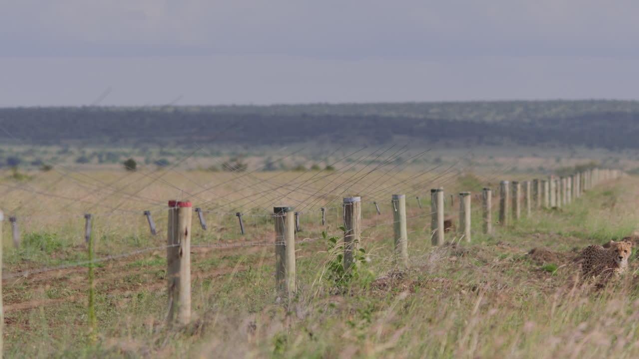 Deux guépards marchant le long d'une clôture dans la savane africaine