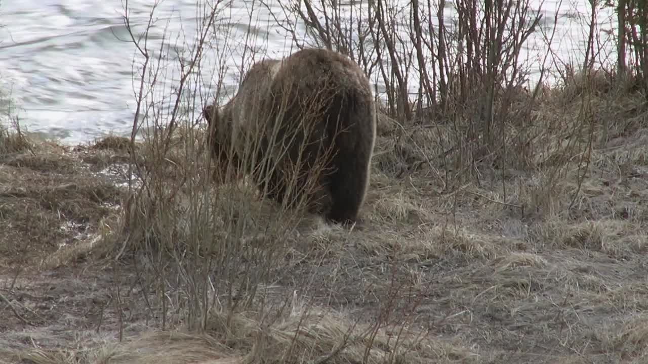 Il grizzly cammina verso il fiume