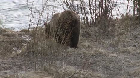 grizzly walks to the river