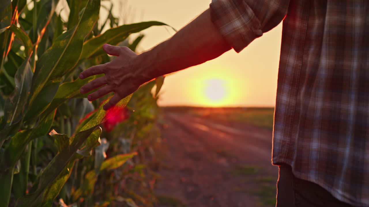 agricultor comprobando las plantas de maíz al atardecer