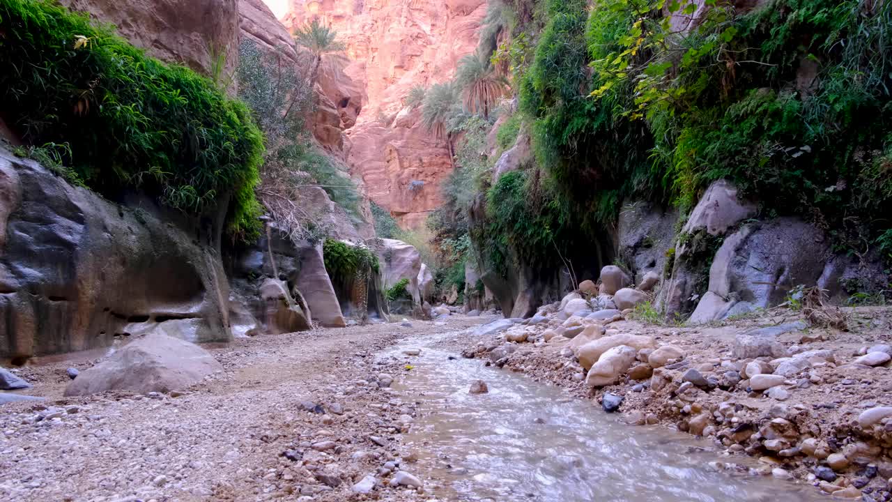 тропический зеленый оазис в каньоне вади гхувейр с пресноводным ручьем и покрытыми растениями стенами долины в иордании, ближний восток