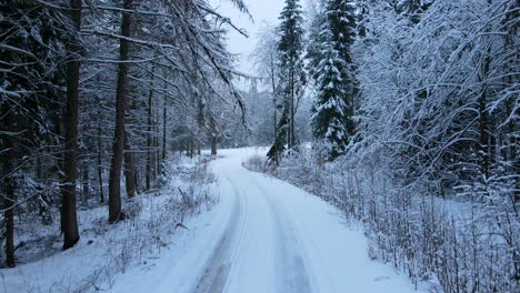 quiet open dirt road through a forest during winter -low aerial