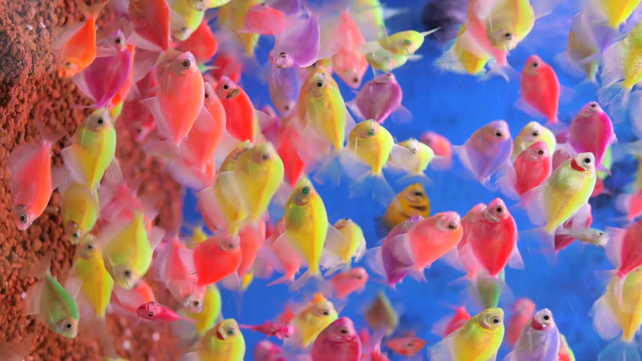 Colorful GloFish in an Aquarium