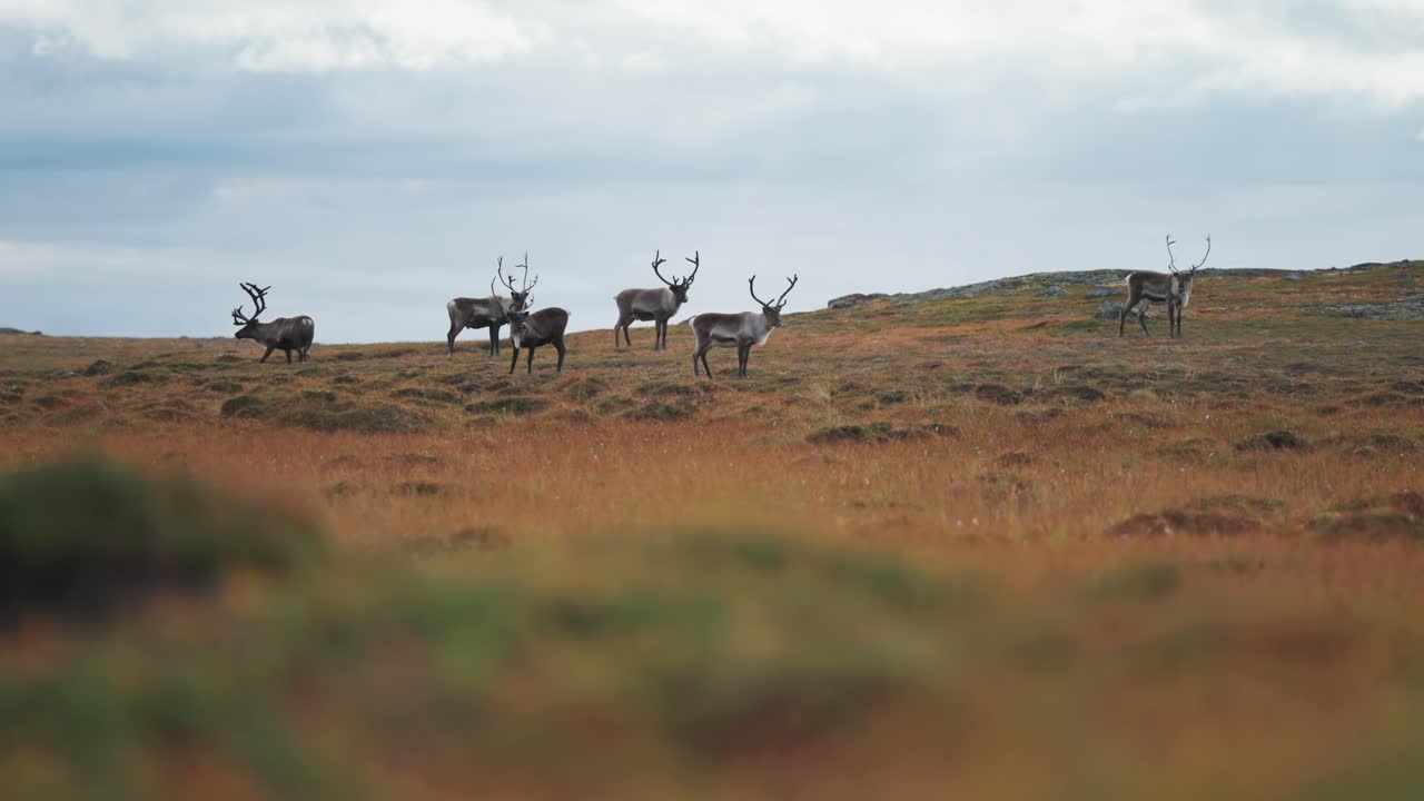 un rebaño de renos pastando en la tundra de otoño