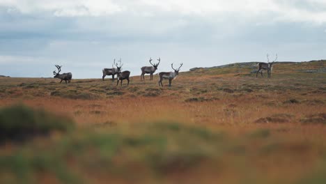 Una-Manada-De-Renos-Pasta-En-La-Tundra-Otoñal