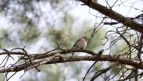 petirrojo europeo cantando en una rama en primavera
