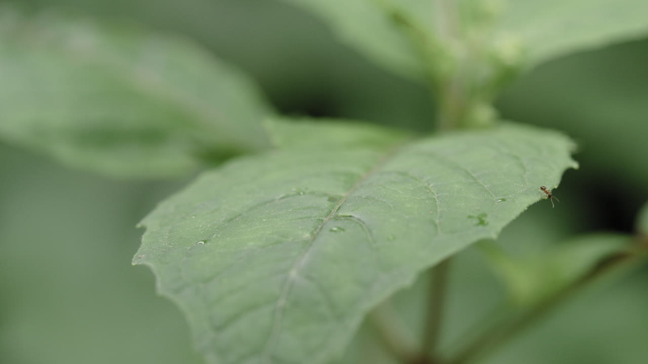 la hormiga se arrastra sobre una hoja en un día nublado