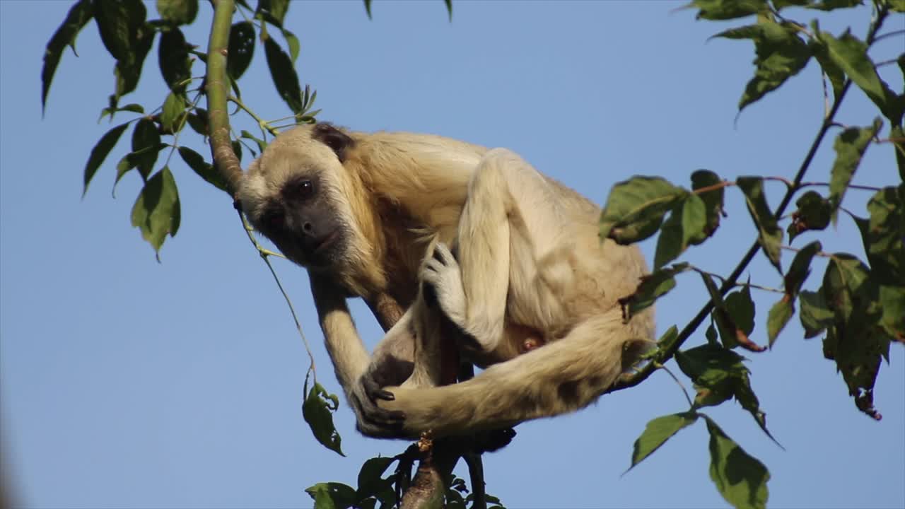 un mono sentado en un árbol, día cálido y soleado, naturaleza y selva, rojo 4k