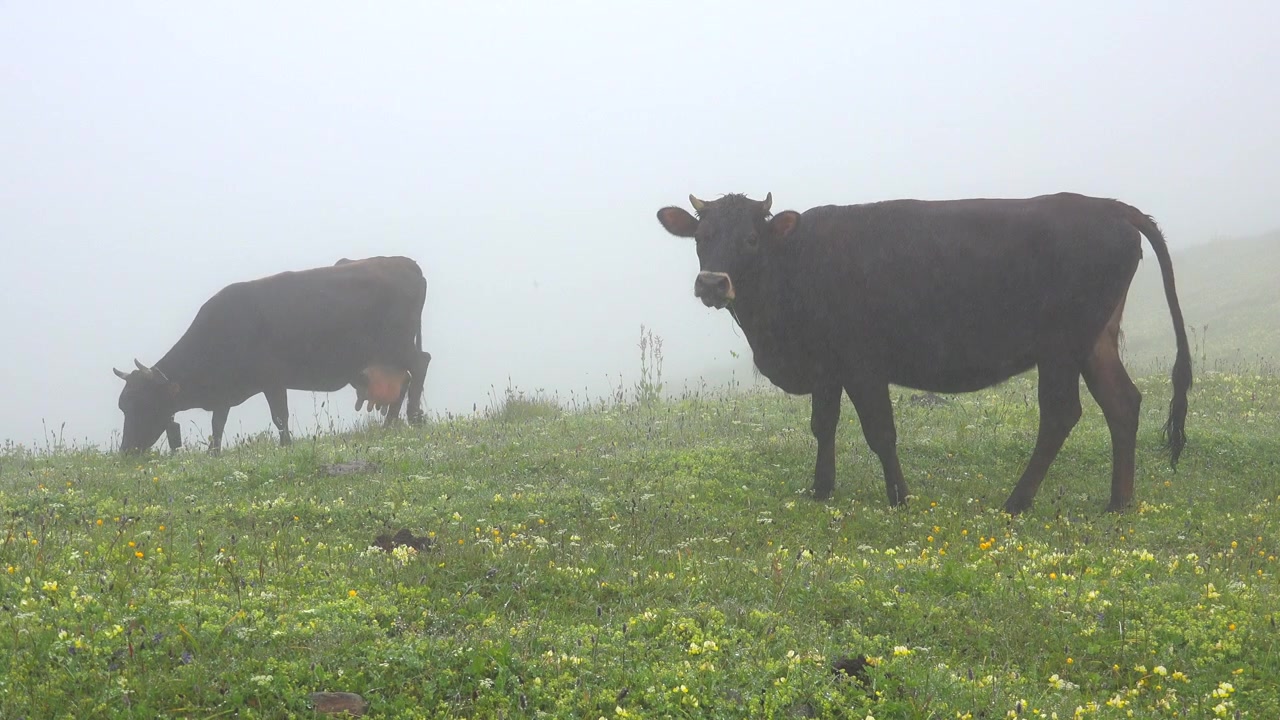 Dua Sapi Gelap Merumput di Padang Rumput Pegunungan Berkabut