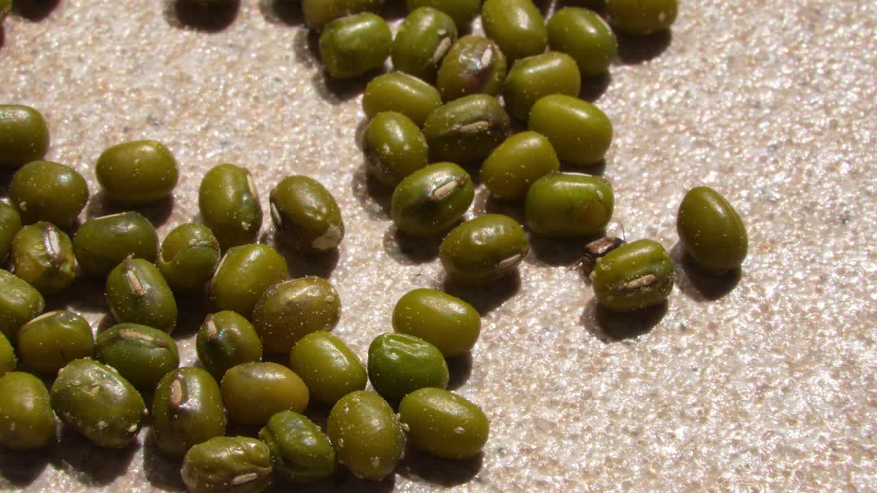 Insect feasting on essential mung beans stock closeup