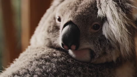 close-up of a koala