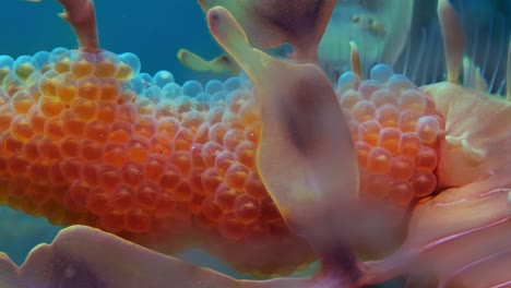 dragón de mar frondoso con huevos 4k cámara lenta sur de australia