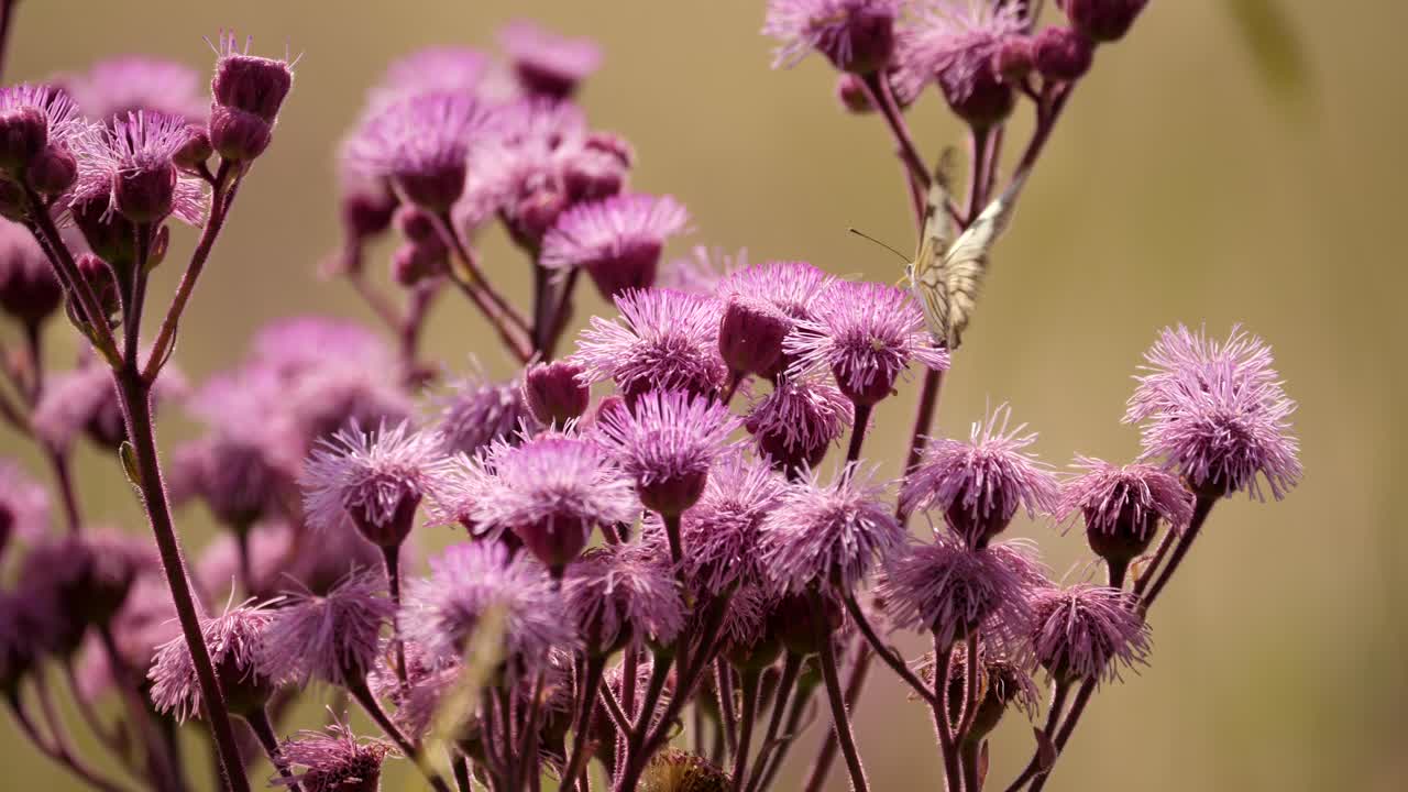 abejas y mariposas blancas con venas marrones volando alrededor de las flores de pompom