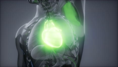 examen de radiología del corazón humano