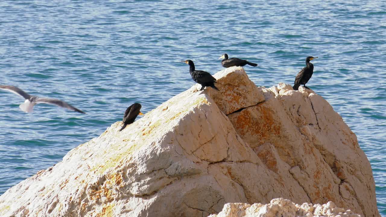 aves marinas, cormoranes en rocas costeras con gaviotas volando