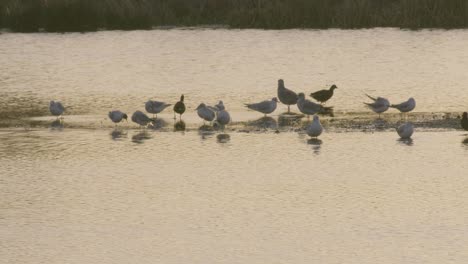 Enten-Bei-Sonnenaufgang-über-Dem-Teich