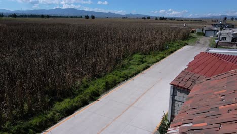 Drone-shot-of-a-dry-corn-field-in-Almoloya-State-of-Mexico-on-a-sunny-day