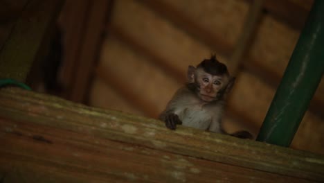 a baby balinese long-tailed monkey at the sacred monkey forest in bali, indonesia hiding in the ceiling of a hut staring at the camera