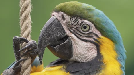 extreme close up shot of a cute blue and yellow macaw hanging from a rope and turning its head