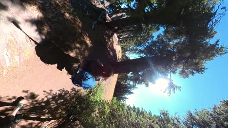 vertical shot of a hiker walking through a forest of trees at crater lake national park