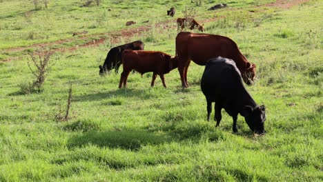 cows and bulls peacefully grazing in a field