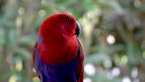 female eclectus roratus close up, parrot with colorful red and purple plumage