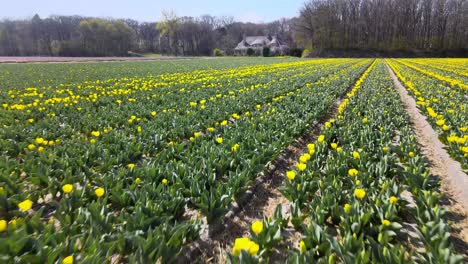 Aerial-fly-over-of-yellow-tulip-fields,-rows-of-agricultural-field-in-the-Netherlands