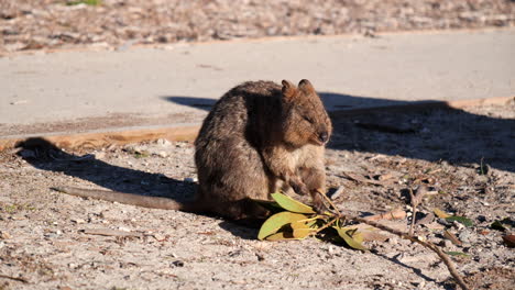 quokkas mangeant pendant le beau coucher de soleil