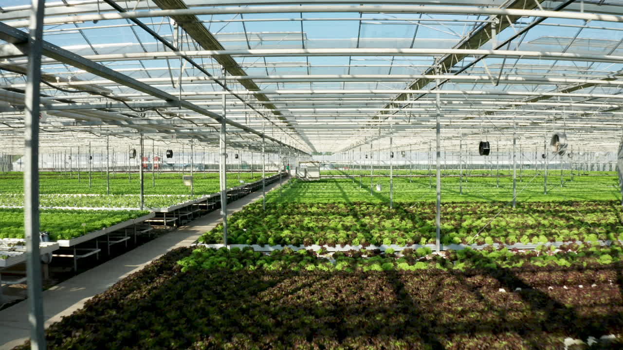 Greenhouse farming with rows of lettuce