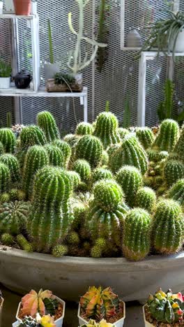 cacti and succulents in a greenhouse setting