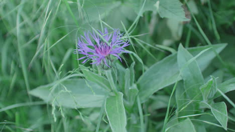 high angle medium close up shot of a mountain cornflower growing in a garden